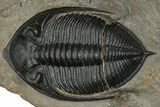 Fossil Zlichovaspis Trilobite - Atchana, Morocco #359133-1